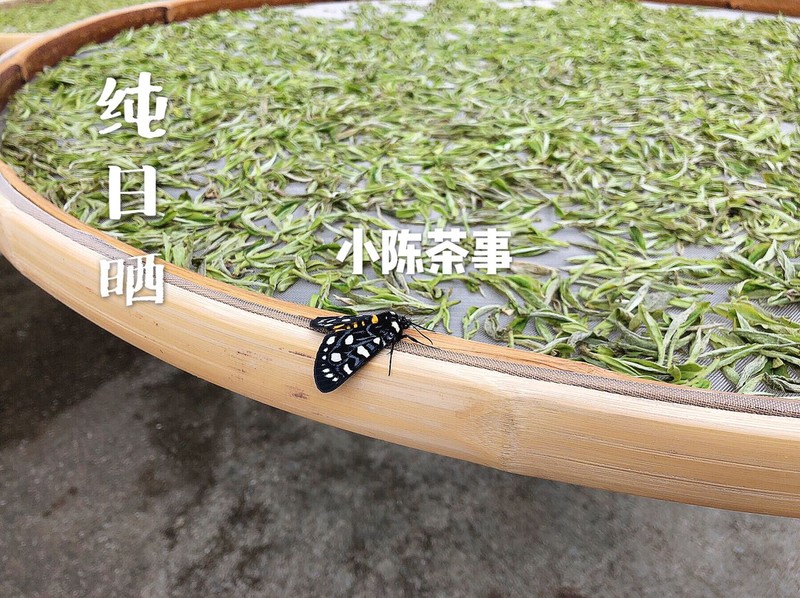 白茶是不是属于绿茶,白茶是绿茶系列吗